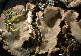 Attēlu rezultāti vaicājumam “Peltigera praetextata”