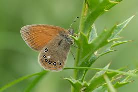 Attēlu rezultāti vaicājumam “Coenonympha glycerion underside”