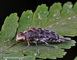 Attēlu rezultāti vaicājumam “Mordellidae”