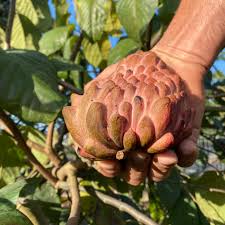 Attēlu rezultāti vaicājumam “Cardaminopsis arenosa fruit”