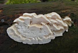 Attēlu rezultāti vaicājumam “Antrodiella faginea”