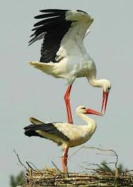 Attēlu rezultāti vaicājumam “Ciconia ciconia adult”