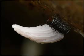 Attēlu rezultāti vaicājumam “Stemonitis axifera stalked”