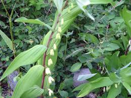 Attēlu rezultāti vaicājumam “Polygonatum odoratum flower”