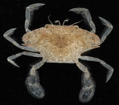 Image result for Callinectes sapidus