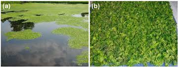Attēlu rezultāti vaicājumam “Cladophora glomerata”