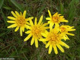 Attēlu rezultāti vaicājumam “Scorzonera humilis leaf”