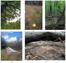 Attēlu rezultāti vaicājumam “Xylita laevigata”