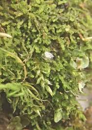 Attēlu rezultāti vaicājumam “Cephaloziella elachista”