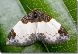 Attēlu rezultāti vaicājumam “Mesoleuca albicillata”