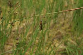Attēlu rezultāti vaicājumam “Carex limosa”