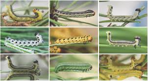 Attēlu rezultāti vaicājumam “Neodiprion sertifer larva”