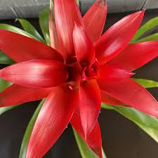 Картинки по запросу гусмания