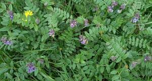 Attēlu rezultāti vaicājumam “Vicia sepium”