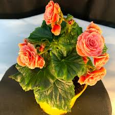 Image result for Бегония Элатиор 12х22 4601887072423