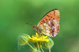 Attēlu rezultāti vaicājumam “Brenthis ino upperside”