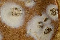 Attēlu rezultāti vaicājumam “Penicillium vulpinum”