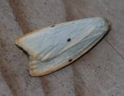 Attēlu rezultāti vaicājumam “Cybosia mesomella”