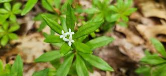 Attēlu rezultāti vaicājumam “Galium odoratum fruit”