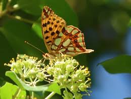 Attēlu rezultāti vaicājumam “Issoria lathonia underside”