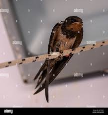 Attēlu rezultāti vaicājumam “Hirundo rustica juvenile”