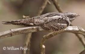 Attēlu rezultāti vaicājumam “Caprimulgus europaeus adult”