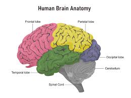 Image result for map of the brain