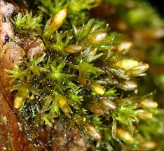 Attēlu rezultāti vaicājumam “Orthotrichum pumilum”