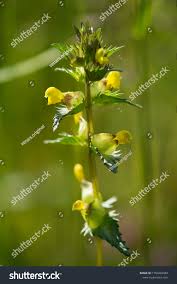 Attēlu rezultāti vaicājumam “Rhinanthus serotinus fruit”