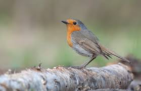 Attēlu rezultāti vaicājumam “Erithacus rubecula adult”