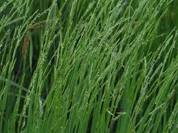 Attēlu rezultāti vaicājumam “Glyceria fluitans”