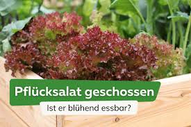 Image result for Pflücksalat