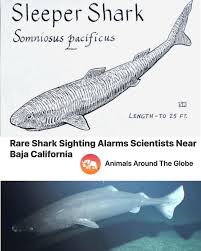 Image result for Somniosus pacificus