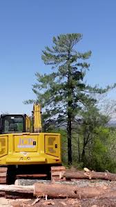 Image result for dipperfox tehron