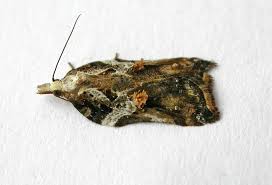 Attēlu rezultāti vaicājumam “Acleris cristana”