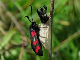 Attēlu rezultāti vaicājumam “Zygaena cocoon”