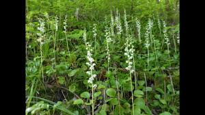 Attēlu rezultāti vaicājumam “Pyrola rotundifolia fruit”
