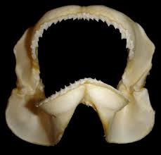 Image result for Furgaleus macki