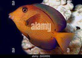 Image result for Ctenochaetus hawaiiensis