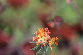 Attēlu rezultāti vaicājumam “Anthyllis arenaria flower”