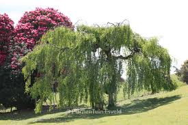 Attēlu rezultāti vaicājumam “Betula pendula Youngii”