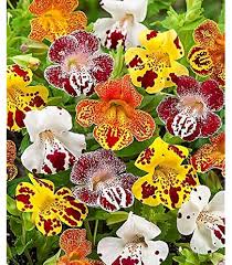 Image result for Mimulus x hybrida