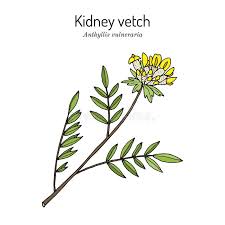 Attēlu rezultāti vaicājumam “Anthyllis vulneraria leaf”