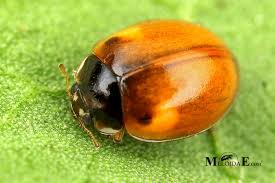 Attēlu rezultāti vaicājumam “Adalia decempunctata”