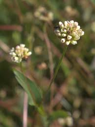 Attēlu rezultāti vaicājumam “Polygonaceae”