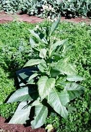 Attēlu rezultāti vaicājumam “Nicotiana tabacum fruit”