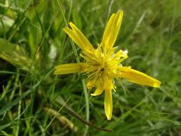 Attēlu rezultāti vaicājumam “Scorzonera humilis bud”