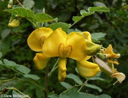 Image result for Colutea arborescens