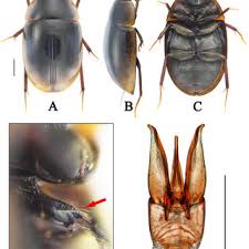 Attēlu rezultāti vaicājumam “Enochrus affinis”