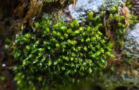 Attēlu rezultāti vaicājumam “Schistidium robustum”